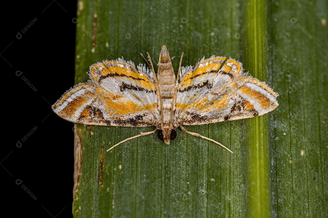 Mariposa adulta da família Crambidae