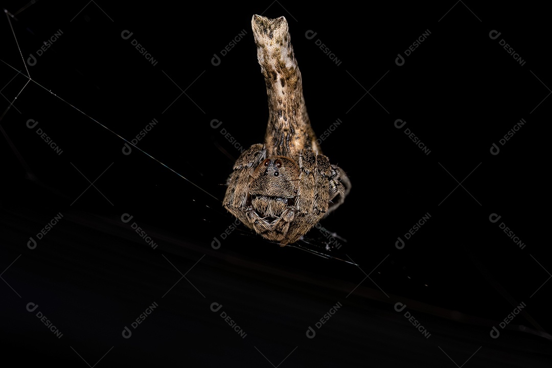 Aranha Orbweaver típica da espécie Wixia abdominalis