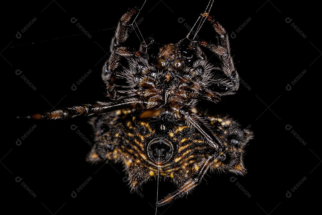 Adulto Spinybacked Orbweaver da espécie Gasteracantha cancriformis