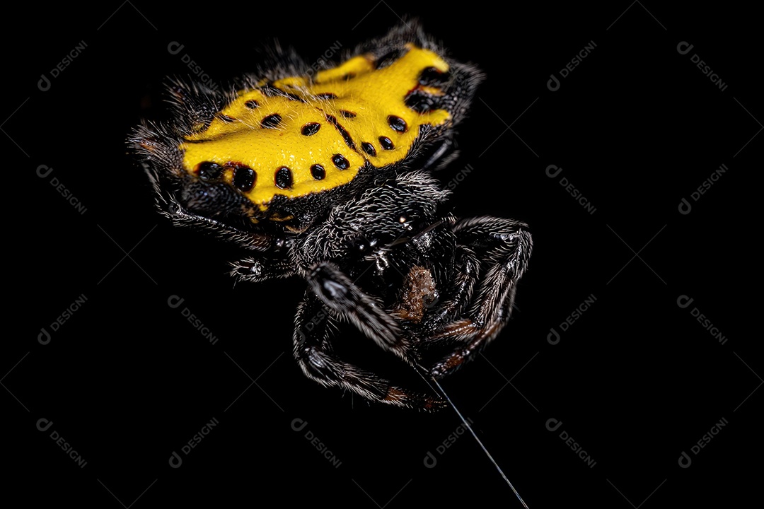 Adulto Spinybacked Orbweaver da espécie Gasteracantha cancriformis
