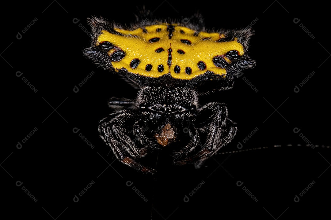 Adulto Spinybacked Orbweaver da espécie Gasteracantha cancriformis