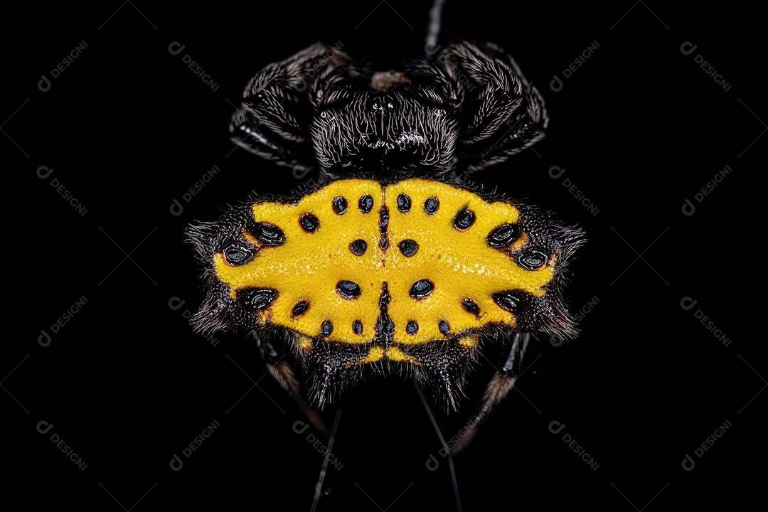 Adulto Spinybacked Orbweaver da espécie Gasteracantha cancriformis