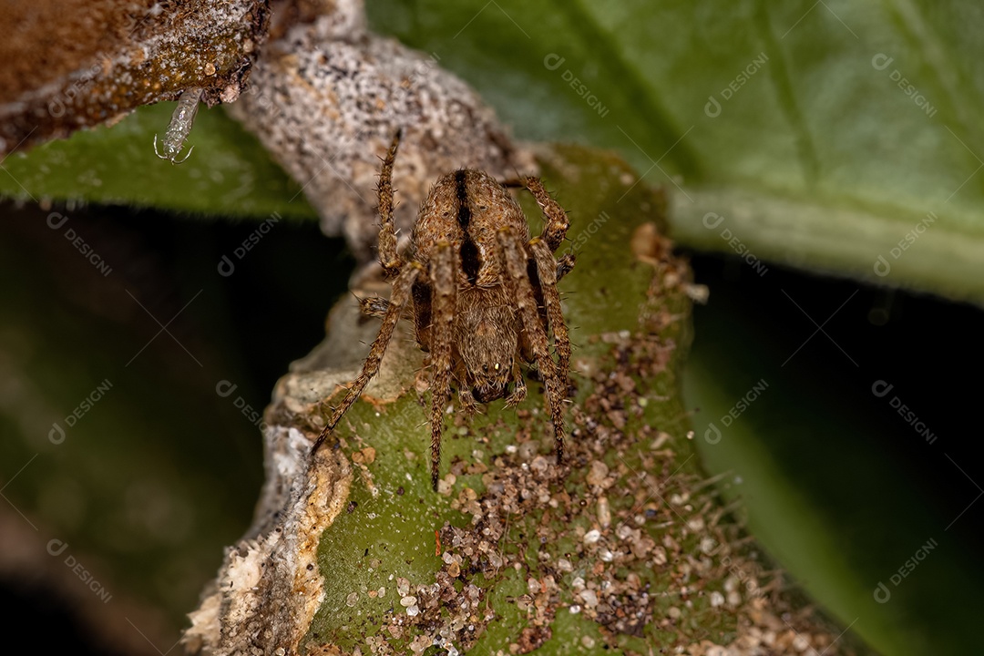 Orbweaver clássico pequeno do gênero Eustala