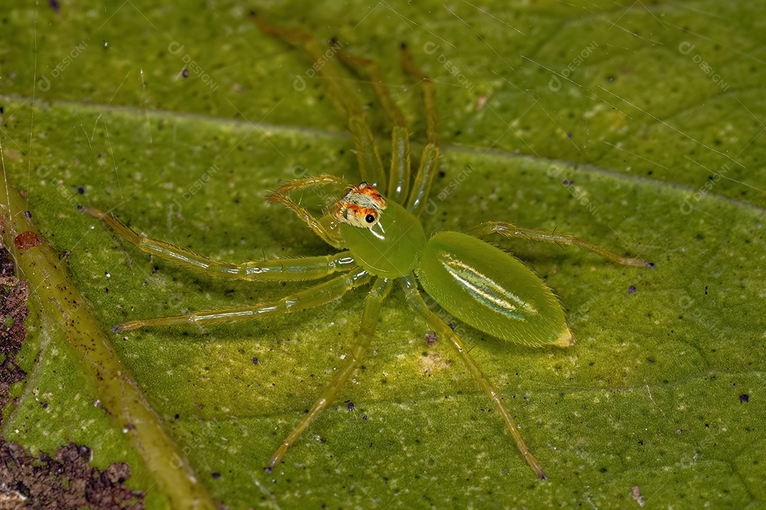 Pequena Aranha Orbweaver Trashline do Gênero Cyclosa