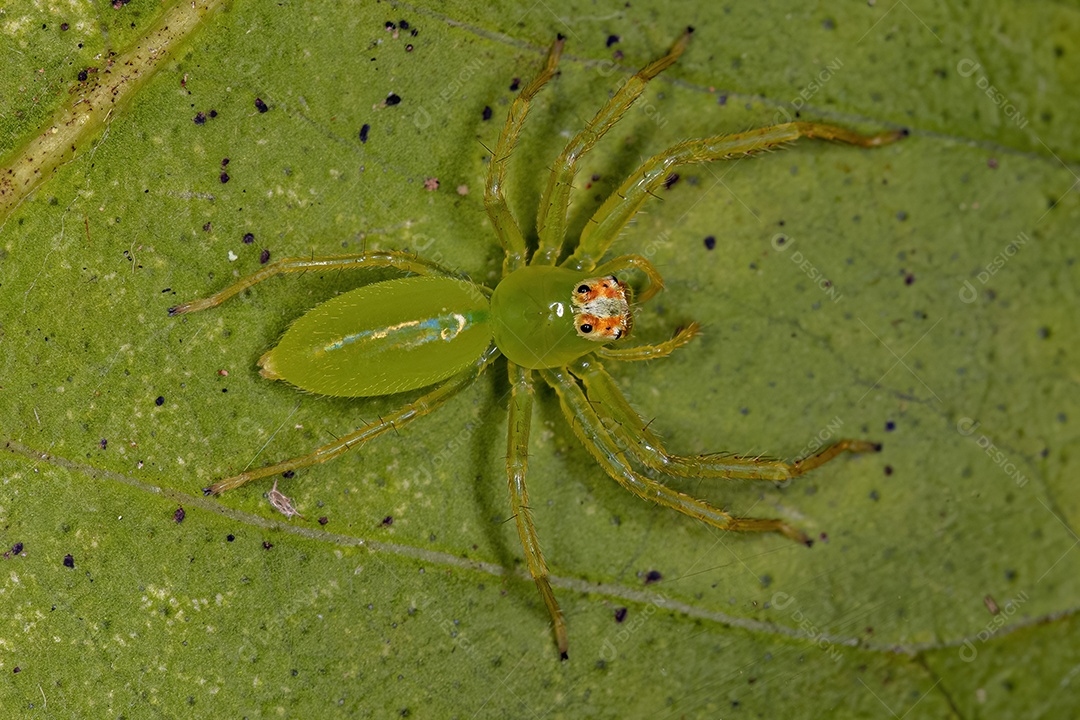 Pequena Aranha Orbweaver Trashline do Gênero Cyclosa