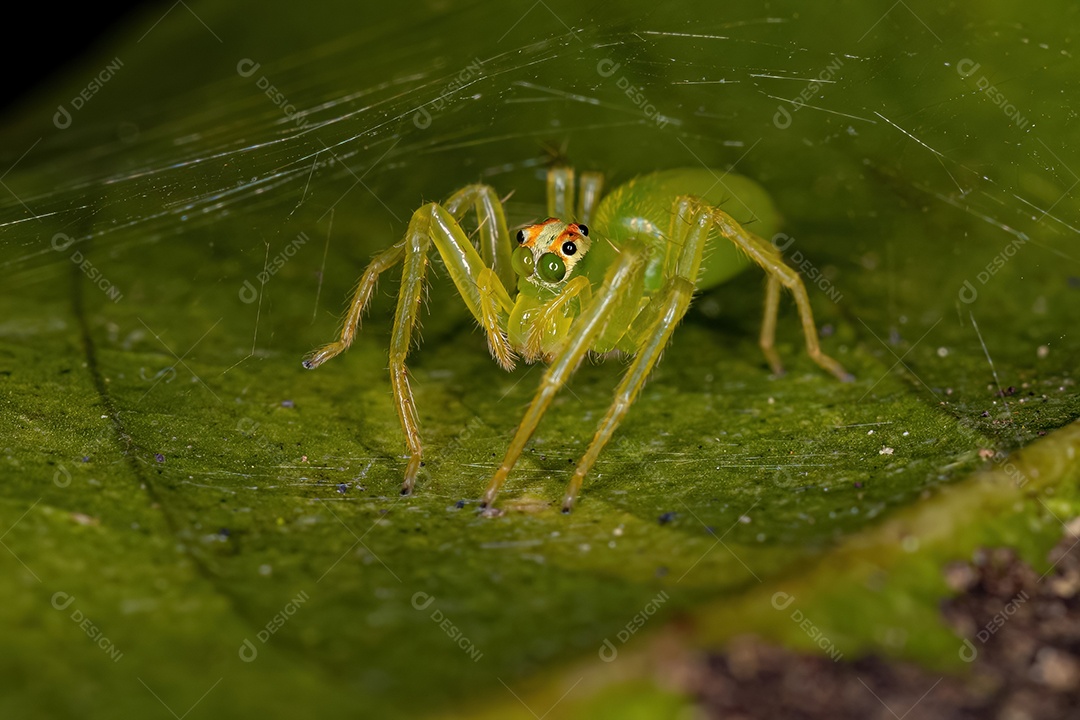 Pequena Aranha Orbweaver Trashline do Gênero Cyclosa