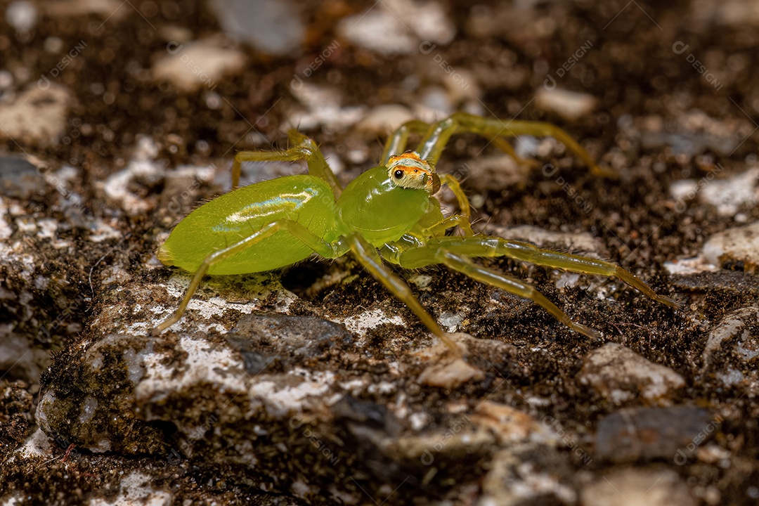 Pequena Aranha Orbweaver Trashline do Gênero Cyclosa