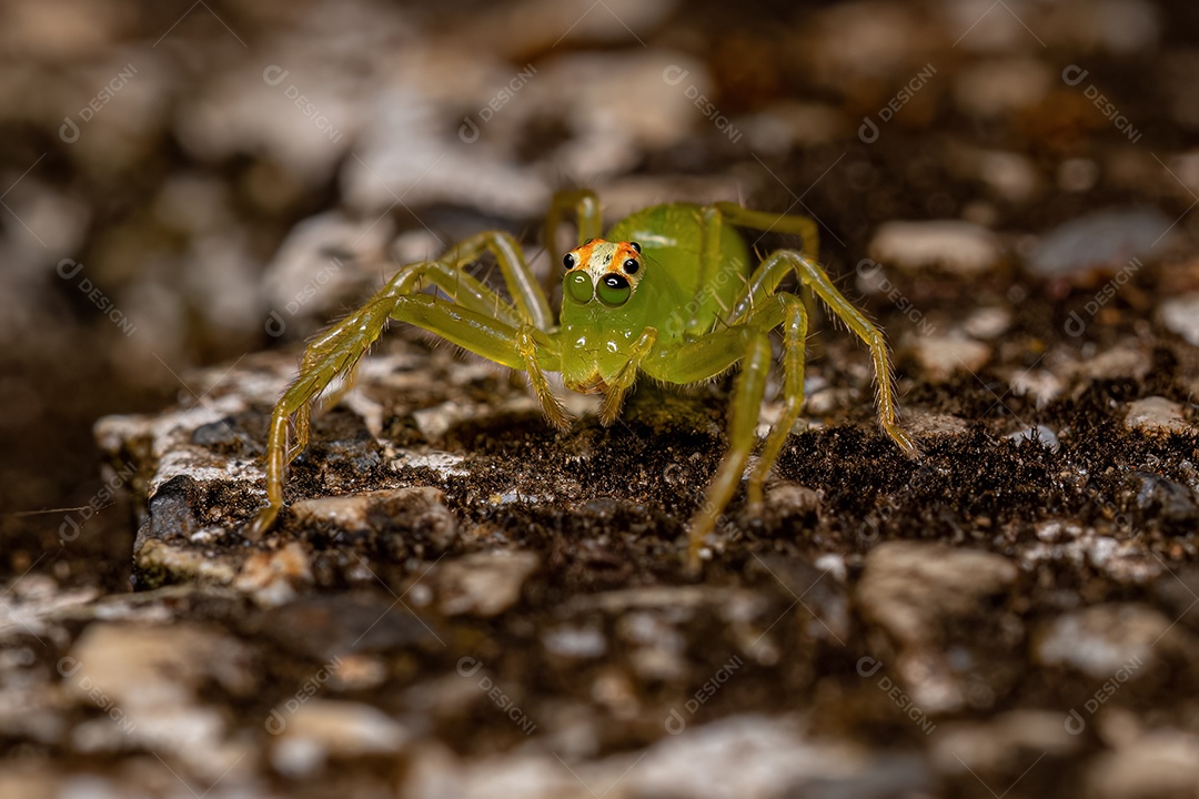 Pequena Aranha Orbweaver Trashline do Gênero Cyclosa