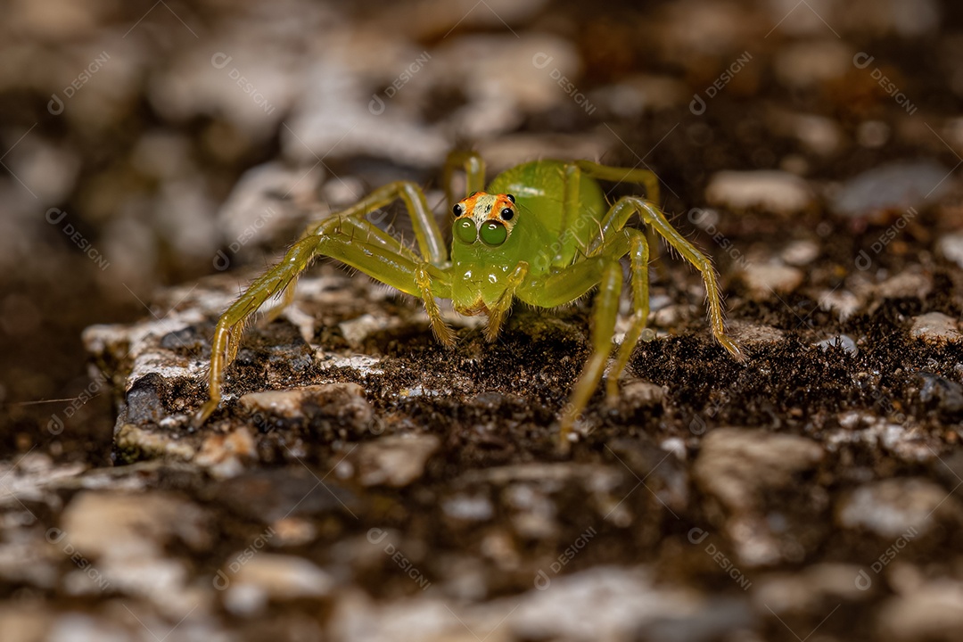 Pequena Aranha Orbweaver Trashline do Gênero Cyclosa