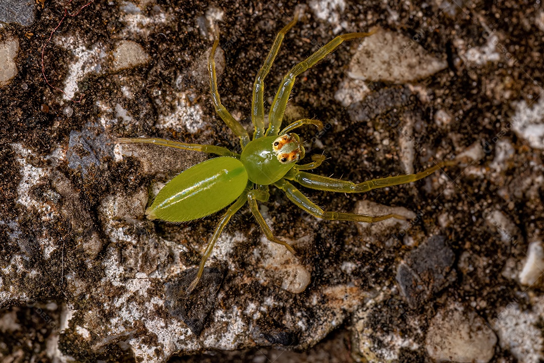 Pequena Aranha Orbweaver Trashline do Gênero Cyclosa
