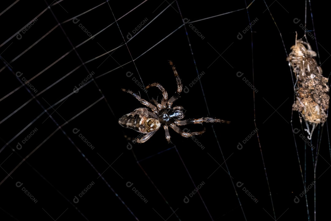 Pequena Aranha Orbweaver Trashline do Gênero Cyclosa