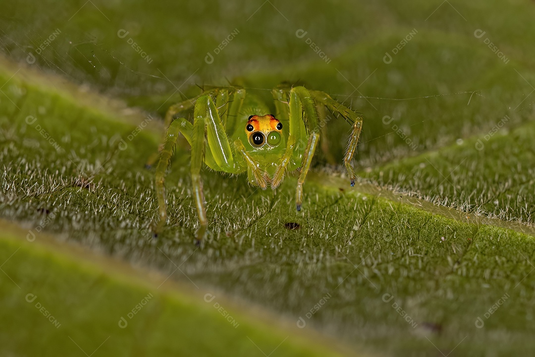 Aranha saltadora verde translúcida fêmea adulta do gênero Lyssomanes