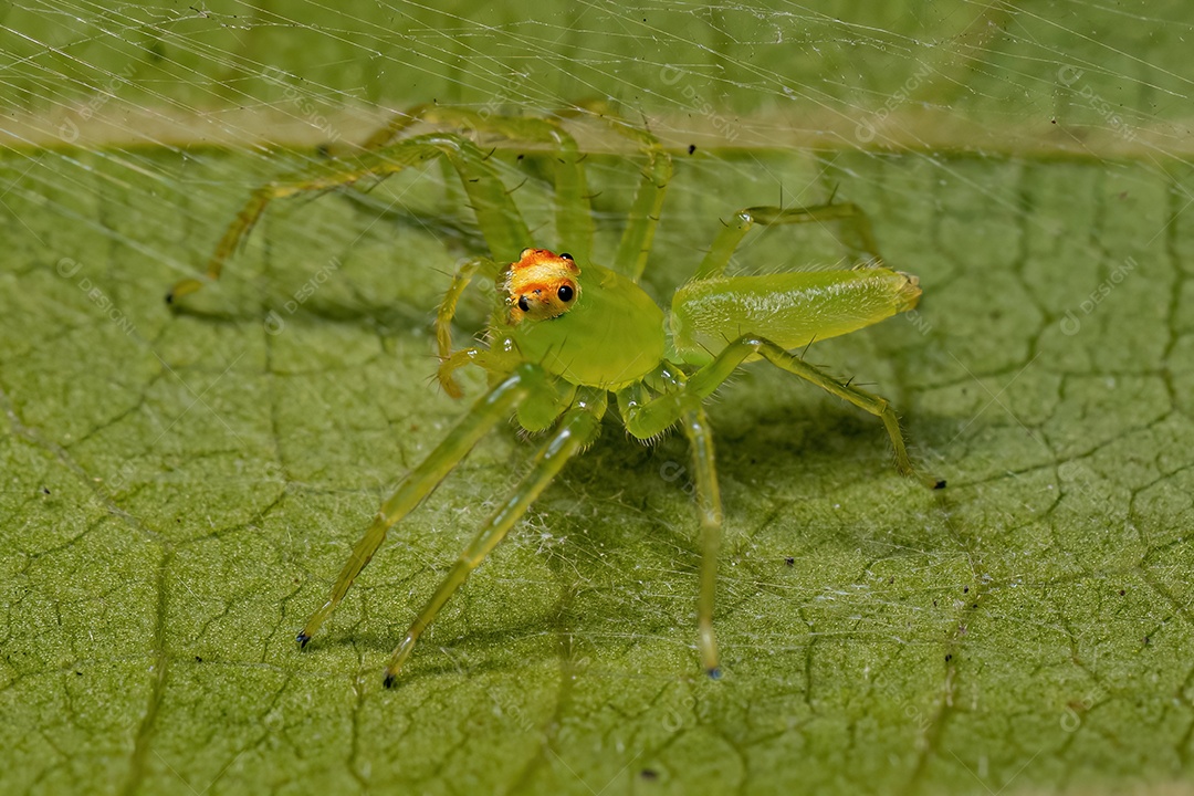 Aranha saltadora verde translúcida fêmea adulta do gênero Lyssomanes