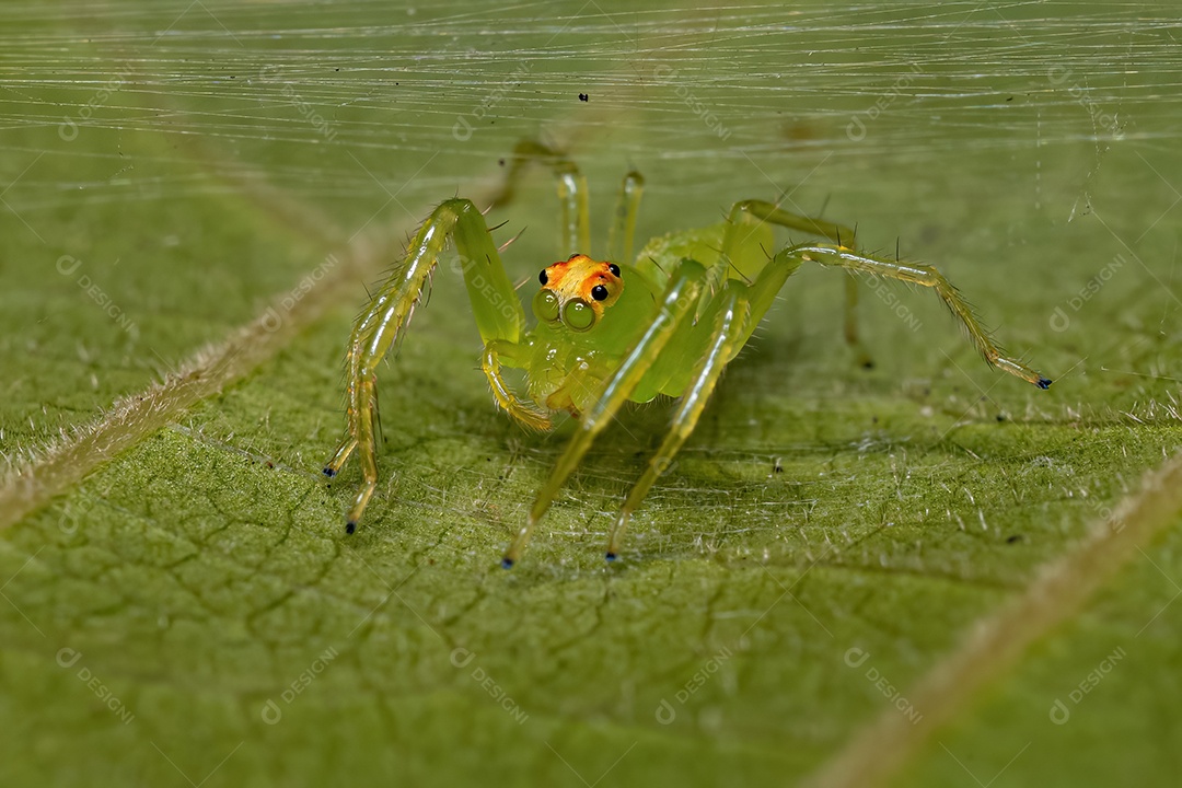 Aranha saltadora verde translúcida fêmea adulta do gênero Lyssomanes
