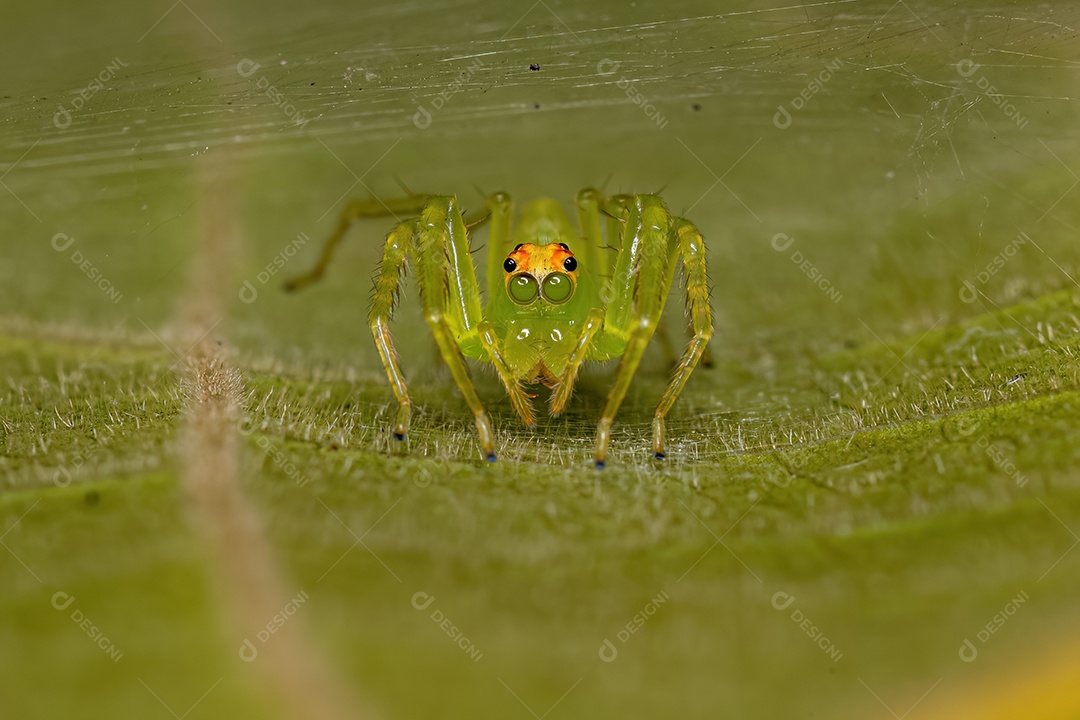 Aranha saltadora verde translúcida fêmea adulta do gênero Lyssomanes