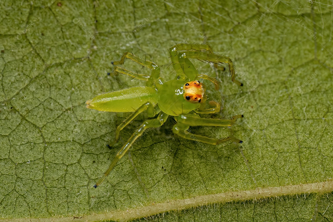 Aranha saltadora verde translúcida fêmea adulta do gênero Lyssomanes