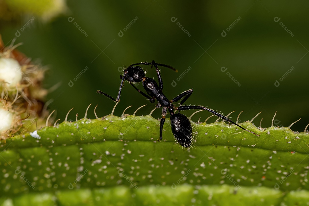 Formiga carpinteira fêmea adulta do gênero Camponotus