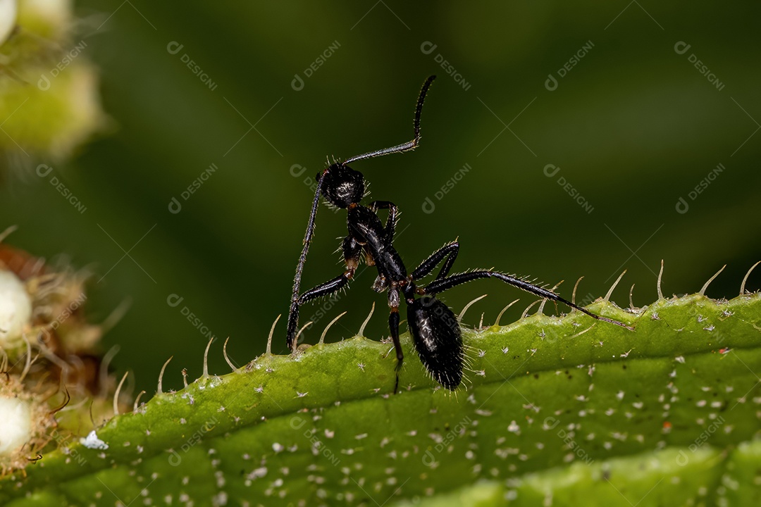 Formiga carpinteira fêmea adulta do gênero Camponotus
