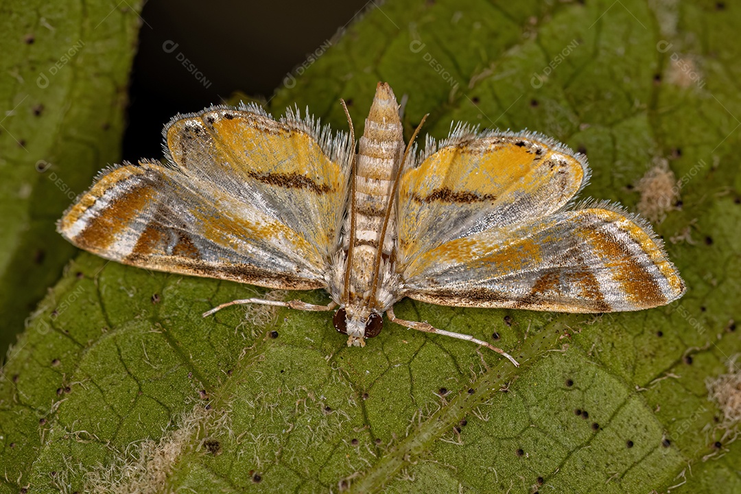 Mariposa adulta da família Crambidae