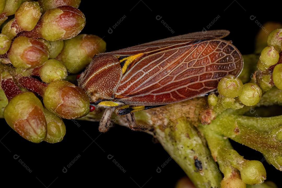 Aetalionid Treehopper adulto da espécie Aetalion reticulatum