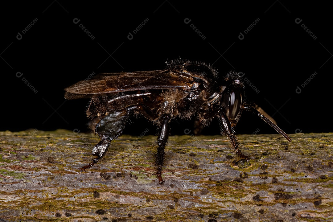 Abelha sem ferrão adulta do gênero Partamona