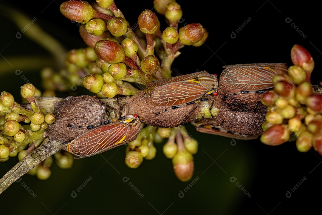 Aetalionid Treehopper adulto da espécie Aetalion reticulatum