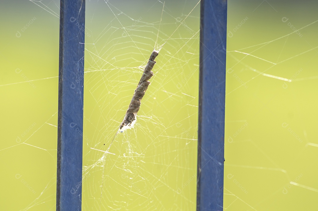 Galho de trigo preso em uma teia de aranha com fundo desfocado.
