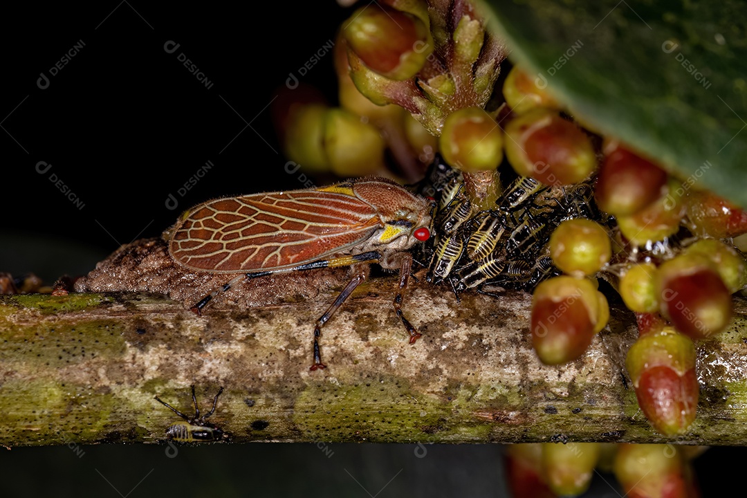 Aetalionid Treehopper adulto da espécie Aetalion reticulatum