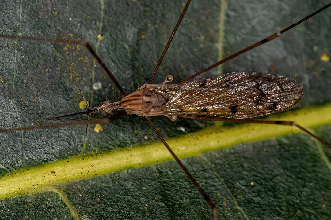 Mosca limonídea adulta do gênero Geranomyia