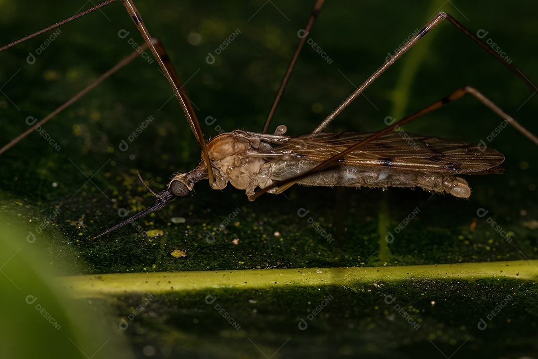 Mosca limonídea adulta do gênero Geranomyia