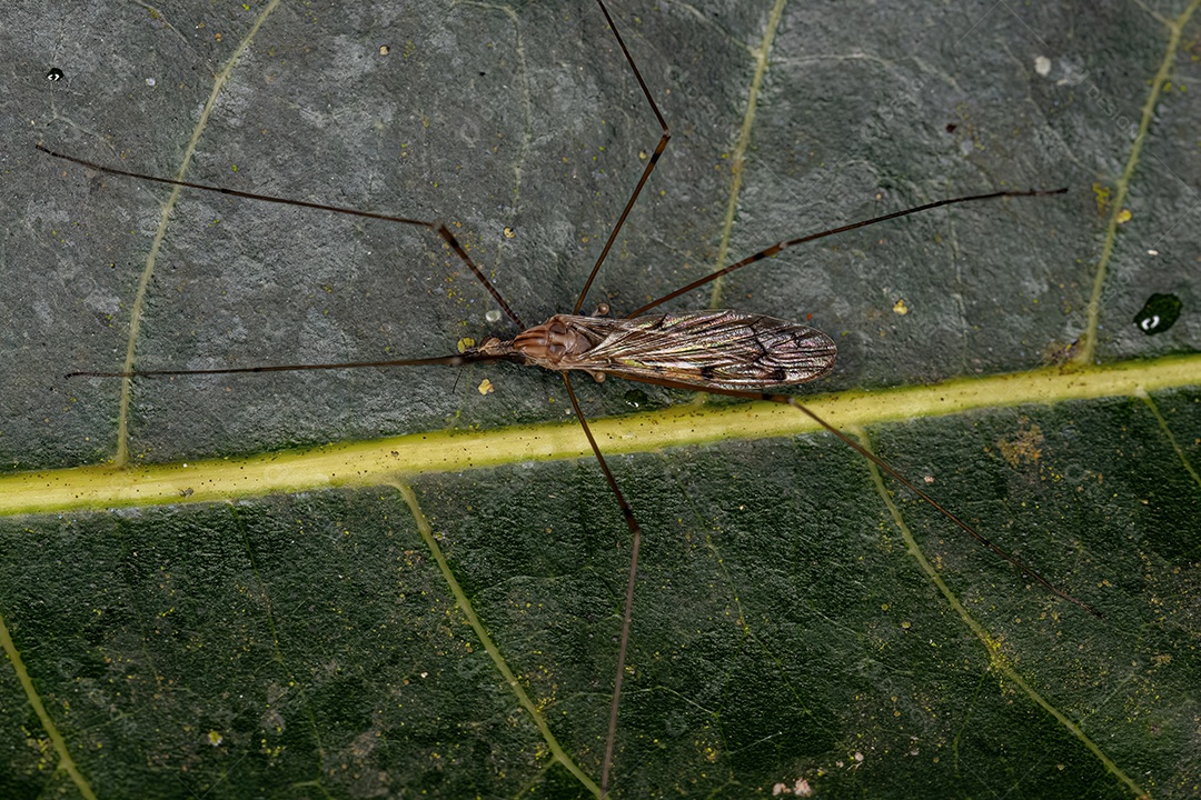 Mosca limonídea adulta do gênero Geranomyia