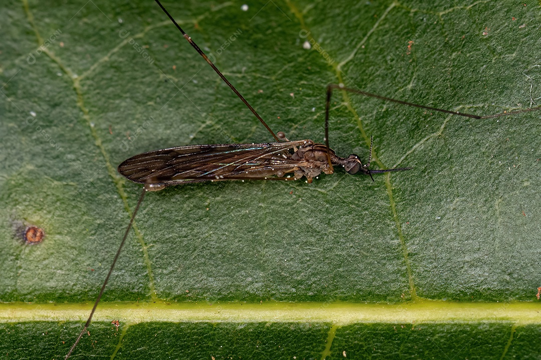 Mosca limonídea adulta do gênero Geranomyia