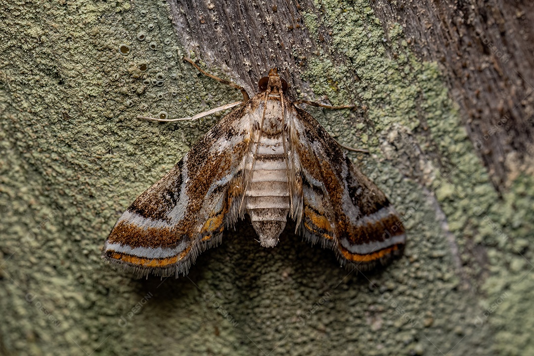 Mariposa adulta da família Crambidae