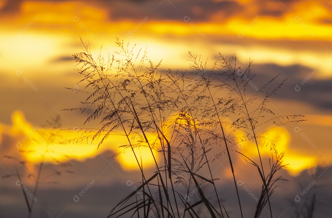 Galhos de trigo com pôr do sol ao fundo, céu totalmente laranja, conceito de hora de ouro.