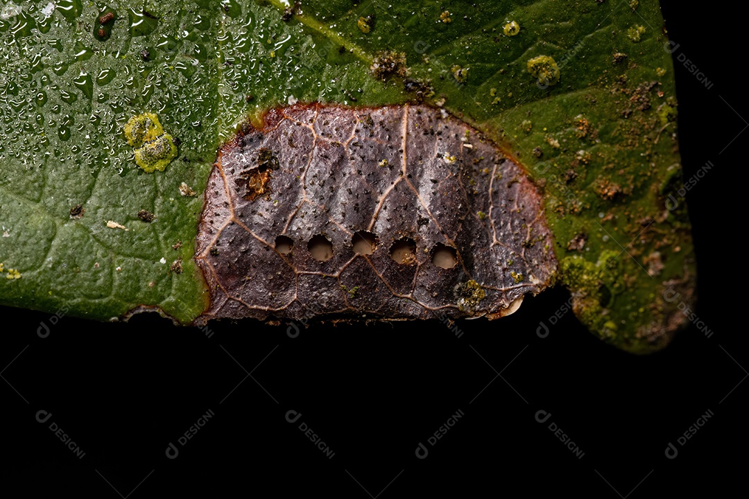 Folha de árvore angiosperma com ovos de katkid semi-aquáticos parasitados dentro do tecido foliar (oviposição endofítica)