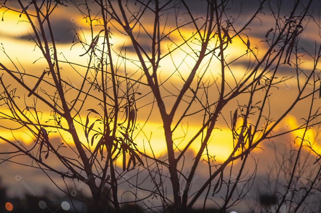 Galhos de trigo com pôr do sol ao fundo, céu totalmente laranja, conceito de hora de ouro.