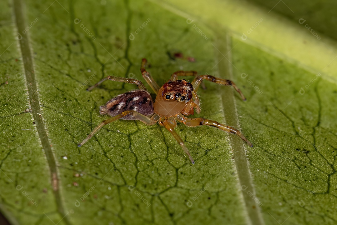 Aranha saltadora macho adulto do gênero Noegus