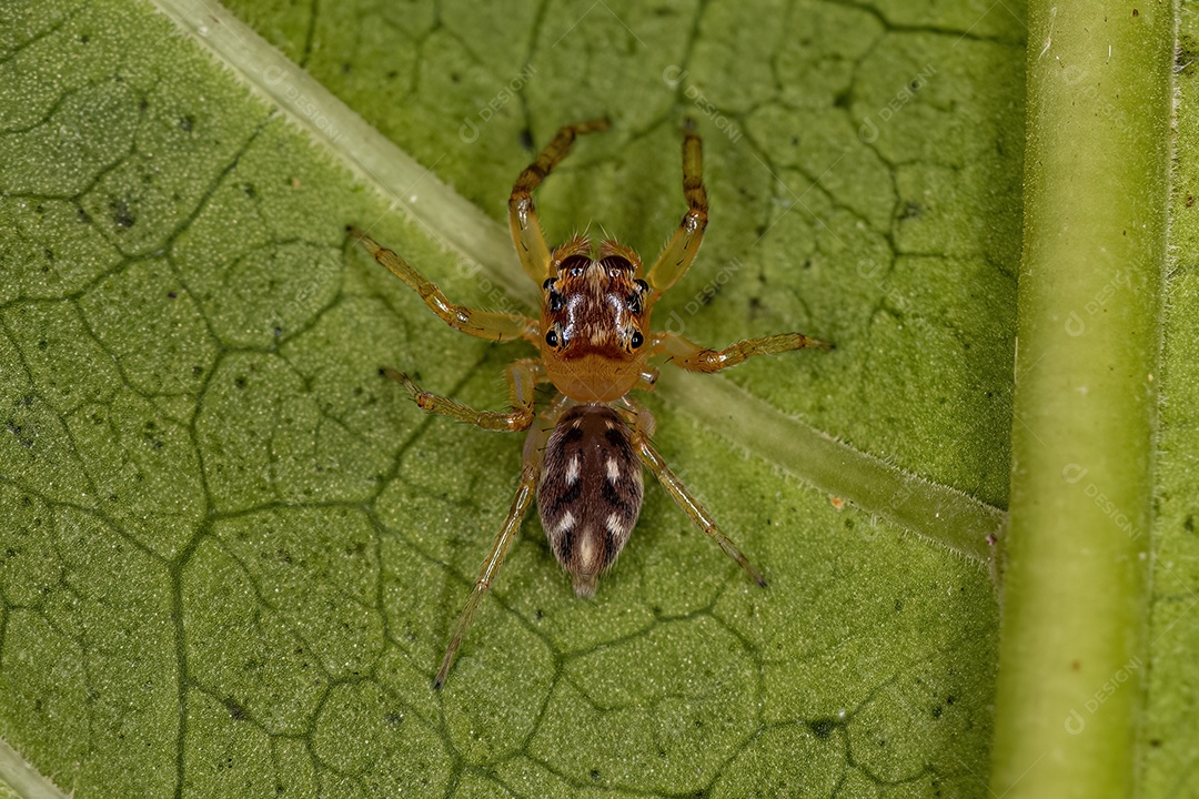 Aranha saltadora macho adulto do gênero Noegus