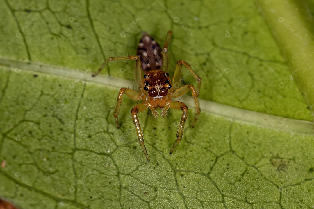 Aranha saltadora macho adulto do gênero Noegus