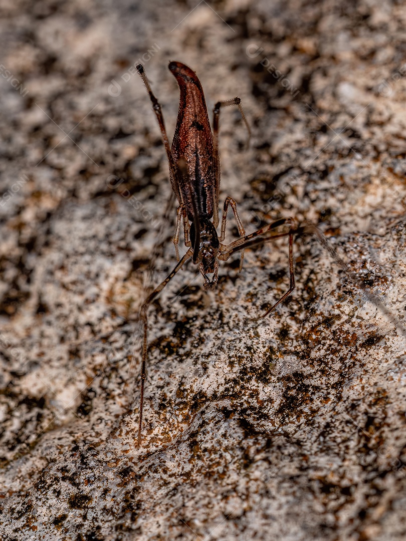 Aranha Ladra Esticada Adulta do Gênero Rhomphaea