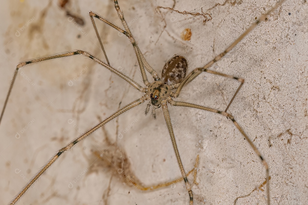 Aranha de porão de corpo curto fêmea adulta da espécie Physocyclus globosus