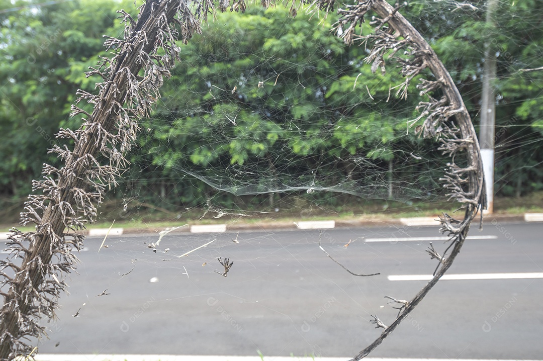 Ramo com teias de aranha em uma rua, árvores ao fundo.