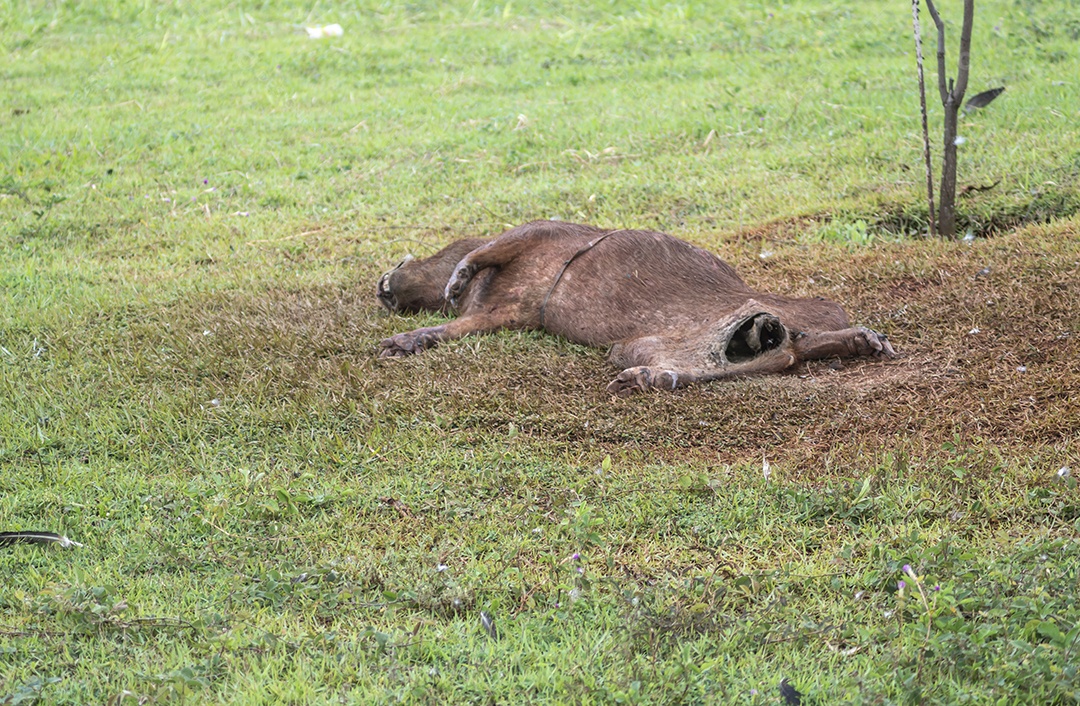 Capivara morta em decomposição com várias moscas se alimentada