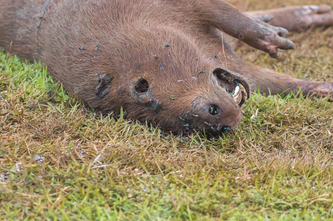 Capivara morta em decomposição com várias moscas se alimentada