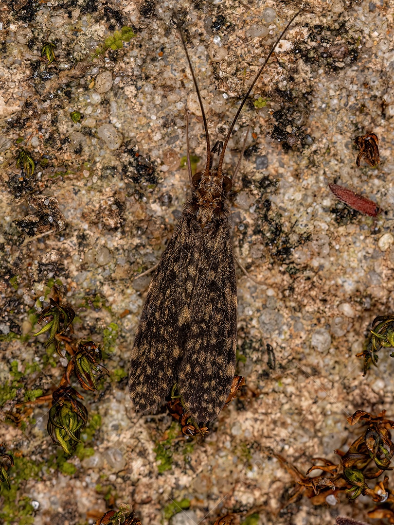 Caddisfly adulto Inseto do gênero Chimarra