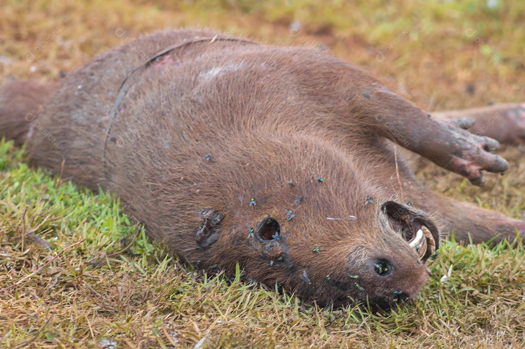 Capivara morta em decomposição com várias moscas se alimentada
