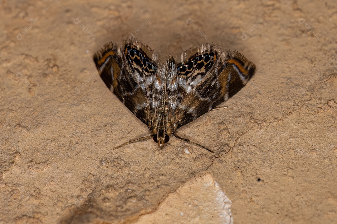 Mariposa adulta da família Crambidae