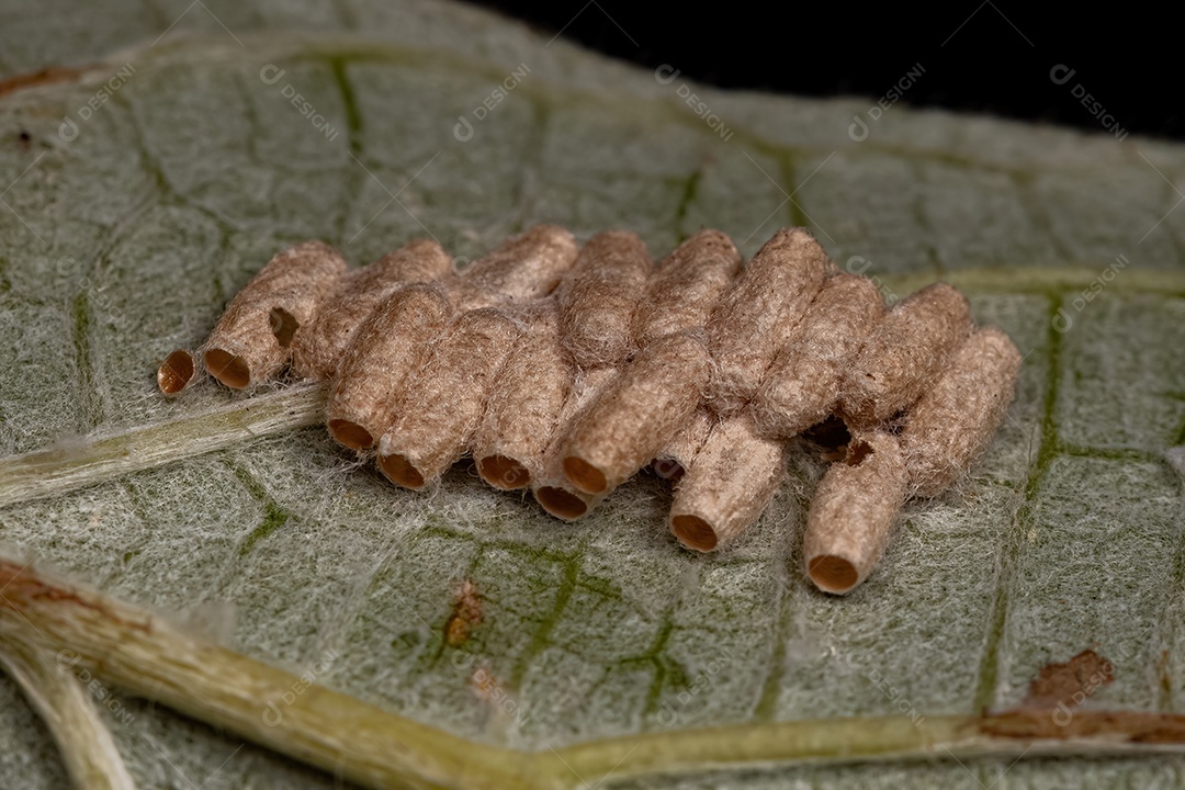 Ovos de Vespas Braconídeos da Família Braconidae