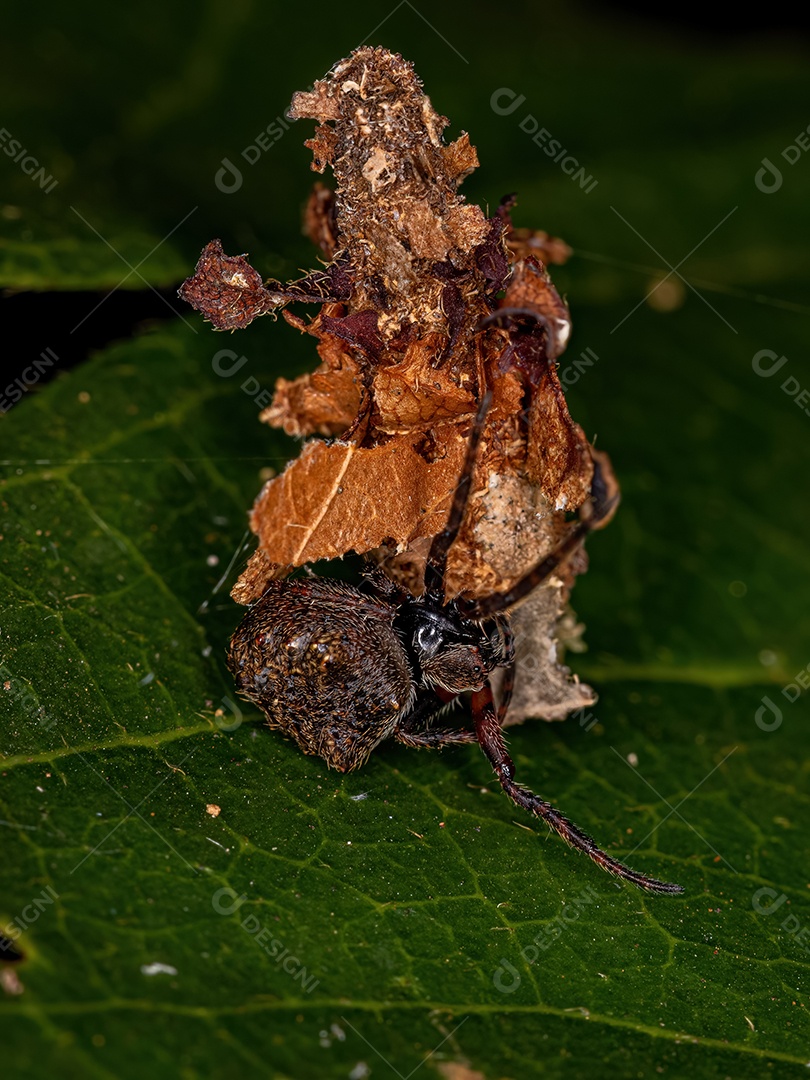 Pequena aranha tecelã do gênero Parawixia em uma pequena mariposa da família Psychidae