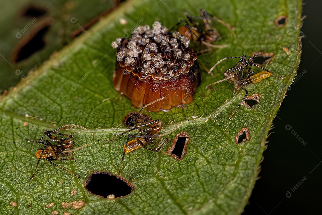 Lagarta de borboleta de asas transparentes verde pequena da família Lycaenidae